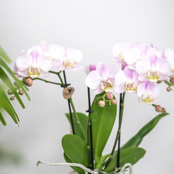 Pflanzenset Valentinstag 'Candy' – Phalaenopsis Orchidee Portugal rosa & Sukkulente – inkl. Keramik-Dekotöpfe