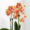 Nachtfalterorchidee weiß – Phalaenopsis Orchidee – Jamaica – ↕ ca. 35–45 cm – Ø 9 cm | Lush-Topf