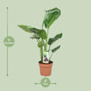 Strelitzia Nicolai - ↕ 60 cm - Ø 17 cm