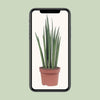 Bogenhanf - Sansevieria Fernwood Punk - ↕ 35 cm - Ø 12 cm