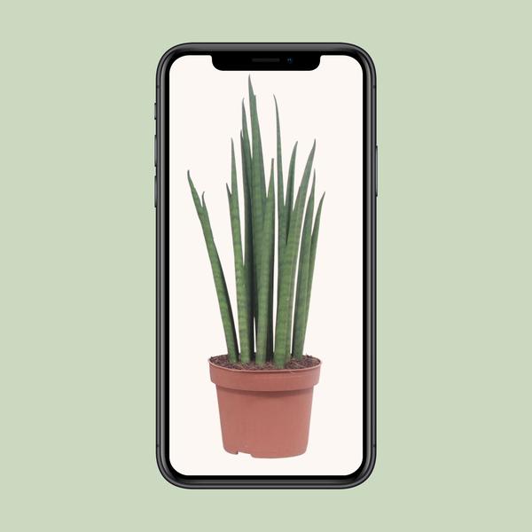 Bogenhanf - Sansevieria Fernwood Punk - ↕ 35 cm - Ø 12 cm