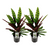 2x Korbmarante - Calathea Lancifolia Insignis - Ø 14 cm - ↕ 45 cm