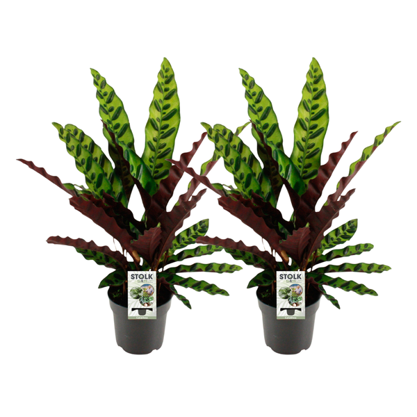 2x Korbmarante - Calathea Lancifolia Insignis - Ø 14 cm - ↕ 45 cm
