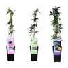 3x Passionsblume Mix – Passiflora – ↕ 65 cm – Ø 15 cm