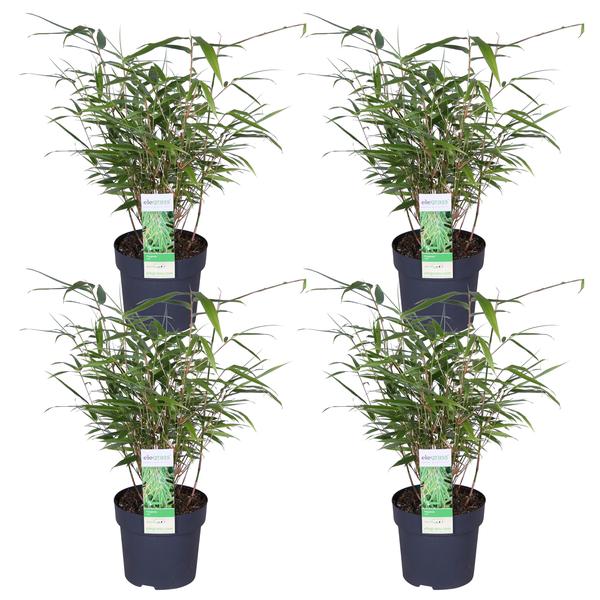 Schirmbambus – Fargesia rufa