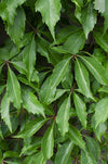 4x Wilder Wein – Parthenocissus quinquefolia Engelmannii – ↕ 65 cm – Ø 15 cm