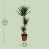 Drachenbaum - Dracaena Marginata - ↕ 120 cm - Ø 21 cm