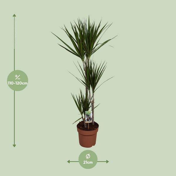 Drachenbaum - Dracaena Marginata - ↕ 120 cm - Ø 21 cm