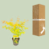 Fächerahorn – Acer palmatum Orange Dream – ↕ 30 cm – Ø 15 cm