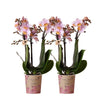 2x Nachtfalterorchidee rosa – Phalaenopsis Orchidee – Andorra – ↕ ca. 35–45 cm – Ø 9 cm – COMBI DEAL