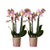 2x Nachtfalterorchidee rosa – Phalaenopsis Orchidee – Andorra – ↕ ca. 35–45 cm – Ø 9 cm – COMBI DEAL