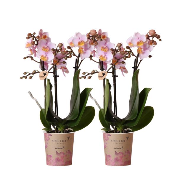 2x Nachtfalterorchidee rosa – Phalaenopsis Orchidee – Andorra – ↕ ca. 35–45 cm – Ø 9 cm – COMBI DEAL