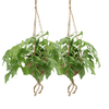 2x Fensterblatt - Monstera Minima - ↕ 25 cm - Ø 15 cm | Kokodama Hängetopf