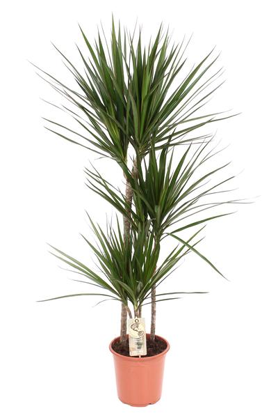 Drachenbaum – Dracaena marginata
