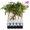 Wisteria sinensis 'Prolific' - Glyzinie - Ø15cm - ↕65cm