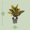 Kroton – Codiaeum Petra – ↕ 45 cm – Ø 17 cm