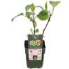 3x Kiwi – Actinidia deliciosa 'Jenny' – ↕ 45 cm – Ø 13 cm