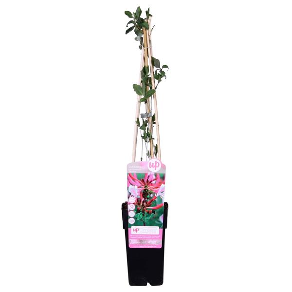 Waldgeißblatt ‚Serotina' – Lonicera periclymenum