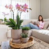 Nachtfalterorchidee - gelbe Phalaenopsis-Orchidee - Ø 9 cm | inkl. Diabolo-Topf