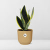 Bogenhanf - Sansevieria Futura Superba - ↕ 25–30 cm - Ø 14 cm | ELHO Vibes Fold Übertopf gelb