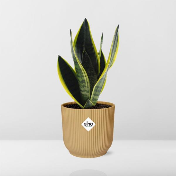 Bogenhanf - Sansevieria Futura Superba - ↕ 25–30 cm - Ø 14 cm | ELHO Vibes Fold Übertopf gelb
