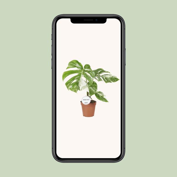 Fensterblatt - Monstera Deliciosa Variegata - ↕ 45 cm - Ø 15 cm