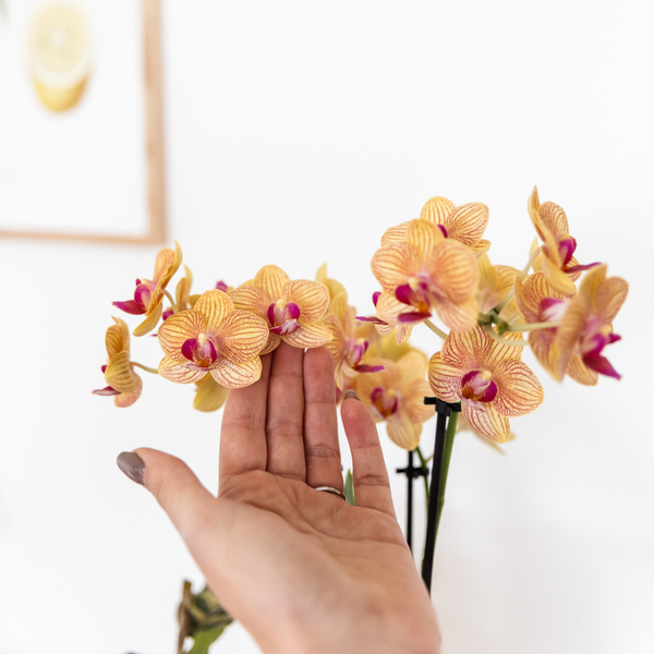 Nachtfalterorchidee - Phalaenopsis Orange - ↕ 40 cm - Ø 9 cm | Painted Stripe-Topf Orange