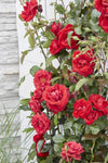 3x Kletterrose – Rosa Crazy in Love 'Red' – ↕ 65 cm – Ø 15 cm