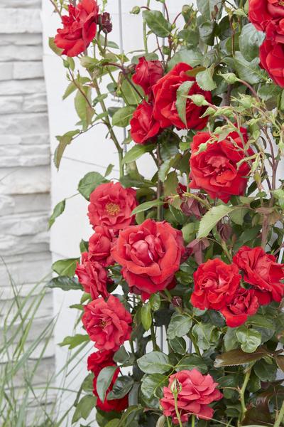 3x Kletterrose – Rosa Crazy in Love 'Red' – ↕ 65 cm – Ø 15 cm