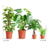 4x Pflegeleichte Zimmerpflanzen - Grünlilie, Glückskastanie, Efeutute & Monstera - ↕ 25–80 cm - Ø 12–21 cm