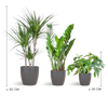 3x Zimmerpflanzen für halbschattige Standorte - Monstera Minima, Glücksfeder & Drachenbaum - ↕ 25–95 cm - Ø 12–21 cm | Viber-Übertopf Grau