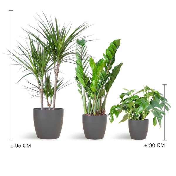 3x Zimmerpflanzen für halbschattige Standorte - Monstera Minima, Glücksfeder & Drachenbaum - ↕ 25–95 cm - Ø 12–21 cm | Viber-Übertopf Grau