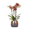 Nachtfalterorchidee - gelb rote Phalaenopsis Orchidee - ↕ 40 cm - Ø 9 cm | Elite Kupfer Topf