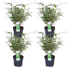 4x - Fargesia rufa - ↨40cm - Ø14