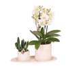Nachtfalterorchidee - Phalaenopsis - ↕ ca. 35 cm - Ø 9 cm | 2er-Set Star Fish small auf weißem organischen Tablett