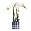 Nachtfalterorchidee weiß – Phalaenopsis Orchidee – Amabilis – ↕ ca. 35–45 cm – Ø 9 cm | Mosa-Ziertopf Blau
