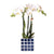 Nachtfalterorchidee weiß – Phalaenopsis Orchidee – Amabilis – ↕ ca. 35–45 cm – Ø 9 cm | Mosa-Ziertopf Blau