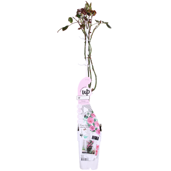 Rose - Rosa Crazy in Love Pink – ↕ 65 cm – Ø 15 cm