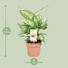 Dieffenbachie – Dieffenbachia Compacta – ↕ 45 cm – Ø 17 cm