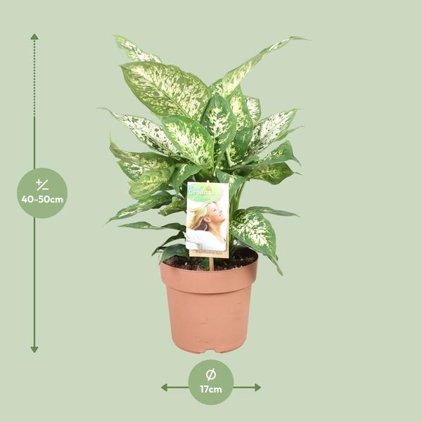 Dieffenbachie – Dieffenbachia Compacta – ↕ 45 cm – Ø 17 cm