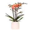 Nachtfalterorchidee - Orange Orchidee Bolzano - ↕ 40 cm - Ø 9 cm | Hieroglyph Ziertopf Off White