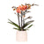 Nachtfalterorchidee - Orange Orchidee Bolzano - ↕ 40 cm - Ø 9 cm | Hieroglyph Ziertopf Off White