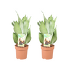 2x Bogenhanf - Sansevieria Moonshine - ↕ 40 cm - Ø 14 cm