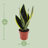 Bogenhanf - Sansevieria Futura Superba - ↕ 30 cm - Ø 12 cm