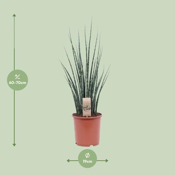 Bogenhanf - Sansevieria Fernwood Mikado - ↕ 80 cm - Ø 19 cm
