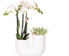 Nachtfalterorchidee - Phalaenopsis Amabilis weiß & Sukkulente - 2 Pflanzen - ↕ 40 cm - Ø 9 cm | Tube-Dekotopf weiß