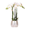 Schmetterlingsorchidee – Phalaenopsis amabilis