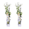 2x Sternjasmin – Trachelospermum 'Star of Toscana' – ↕ 65 cm – Ø 15 cm