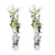 2x Sternjasmin – Trachelospermum 'Star of Toscana' – ↕ 65 cm – Ø 15 cm