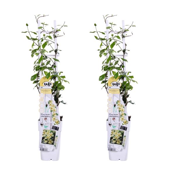 2x Sternjasmin – Trachelospermum 'Star of Toscana' – ↕ 65 cm – Ø 15 cm